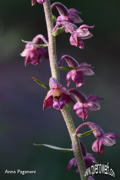 Epipactis atrorubens.JPG